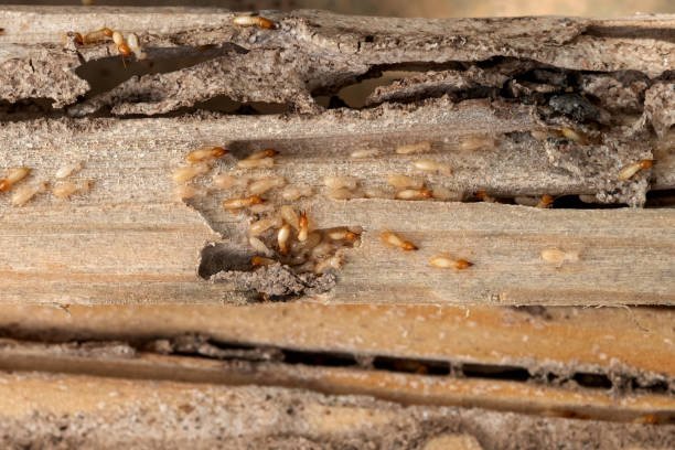 Best Commercial Pest Control Services  in Lebanon, MO